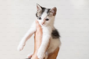 Adorabile gattino in mani su sfondo bianco. Mani femminili che tengono un simpatico gattino bianco e grigio. Amico peloso in una nuova casa, concetto di adozione