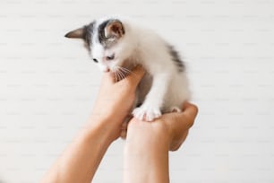 白い背景に手に愛らしい小さな子猫。白とグレーの可愛い子猫を抱いた女性の手。新しい家で毛むくじゃらの友人、養子縁組のコンセプト