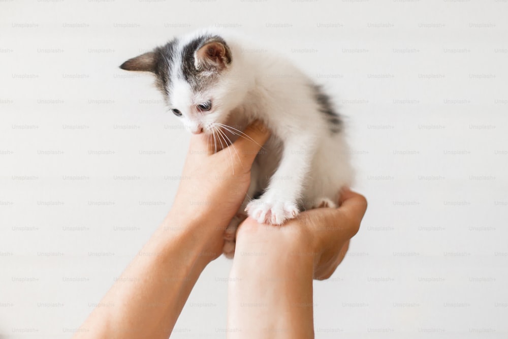 Adorable little kitten in hands on white background. Female hands holding cute white and grey kitten. Furry friend in new home, adoption concept