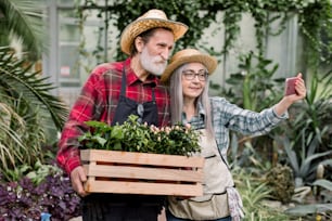 Two senior gardeners, man and woman in straw hats and checkered shirts, making photo together on smartphone or having video call, posing with flowerpots in wooden box, standing in glasshouse