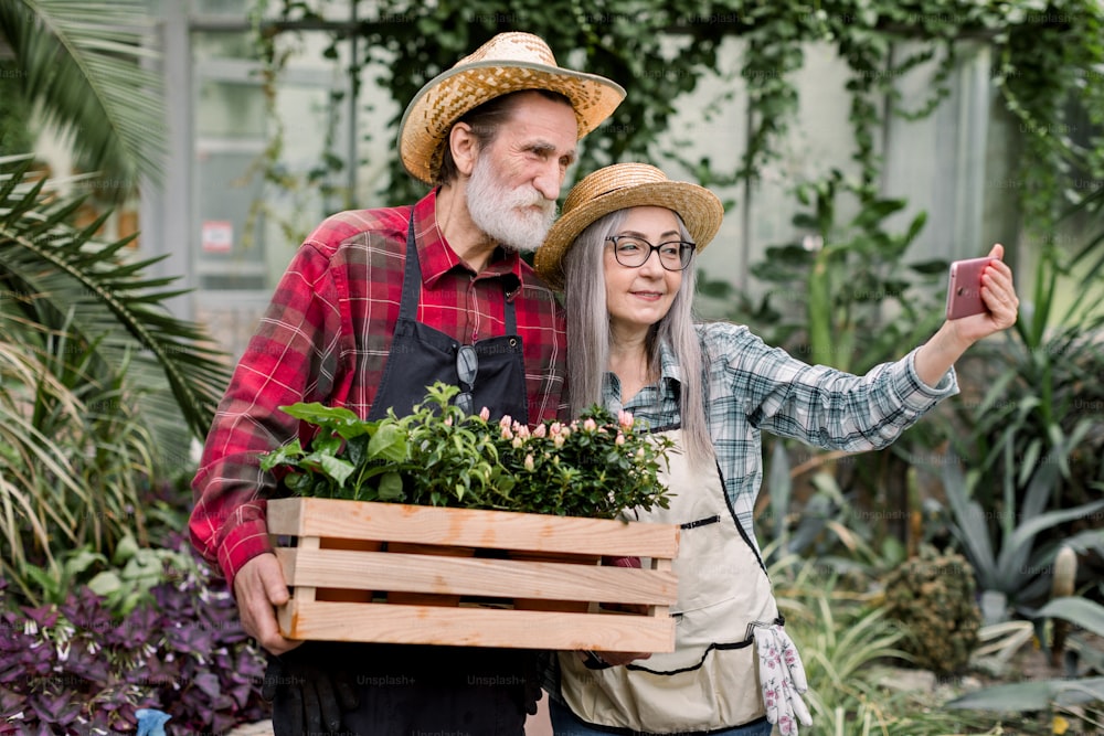 Two senior gardeners, man and woman in straw hats and checkered shirts, making photo together on smartphone or having video call, posing with flowerpots in wooden box, standing in glasshouse