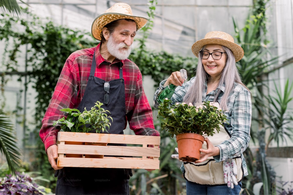 Gardening and watering concept. Smiling senior bearded man holding wooden box with flowerpots, standing in greenhouse with his pretty grey-haired wife, watering plant using sprayer.