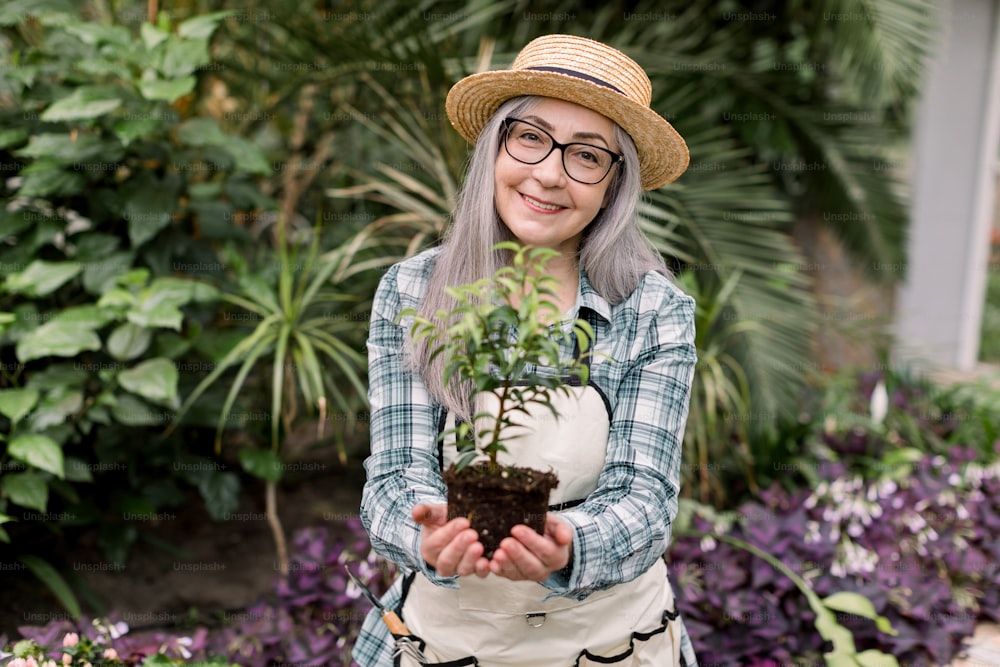 Senior female gardener working in greenhouse. Portrait of smiling elderly gray haired woman in straw hat and checkered shirt, showing to camera green ficus plant in soil, ready for transplanting.