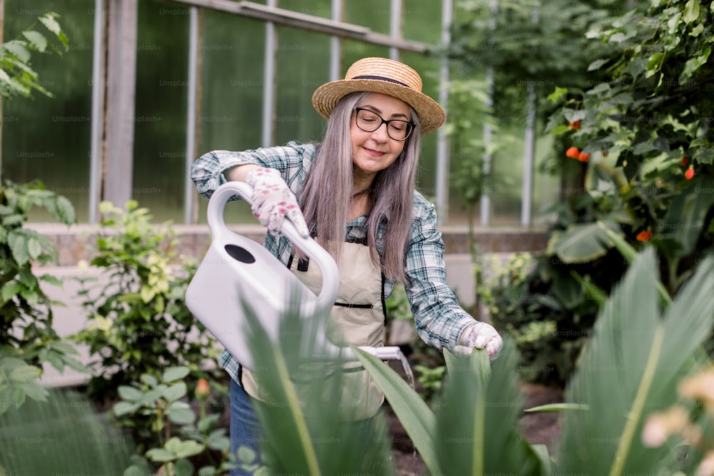 밀짚 모자, 체크 무늬 셔츠와 앞치마를 입은 아름다운 고위 회색 머리 여성의 초상화, 그녀의 집 정원이나 온실에서 물로 식물에 물을 주고 웃고 식물을 바라보고 있습니다.