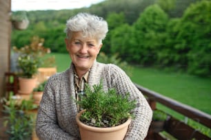 Front view of senior woman gardening in summer, holding potted herb plant.