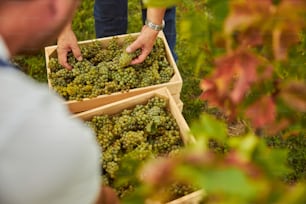 Cropped photo of farm workers storing ripe white grapes into wooden boxes