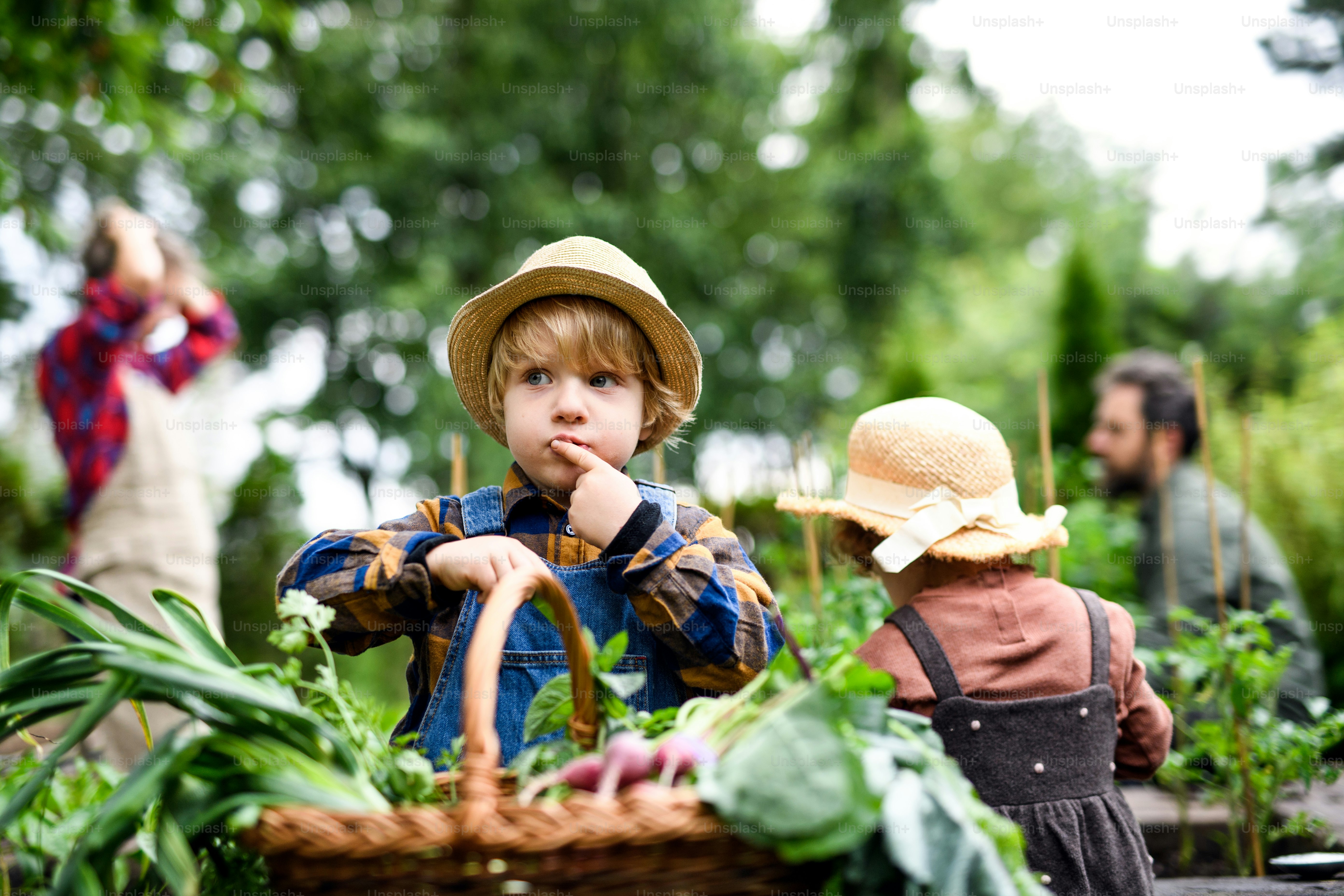 Famiglia felice con bambini piccoli che fanno giardinaggio in fattoria, coltivando verdure biologiche.