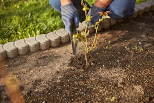 Foto recortada de un jardinero con guantes y cavando en el suelo con una pala pequeña