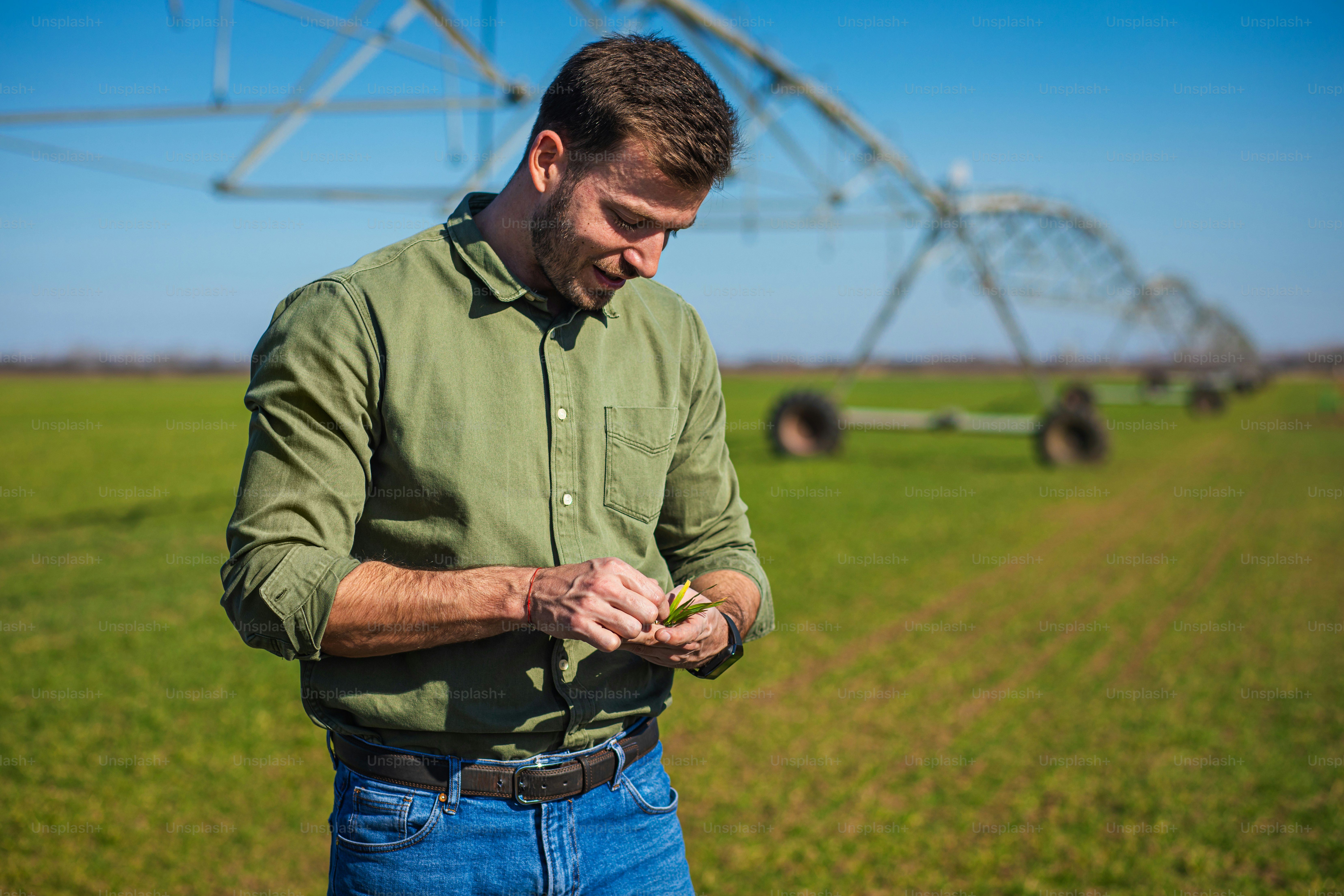 Young farmer standing in wheat field and examining crop in his hands.