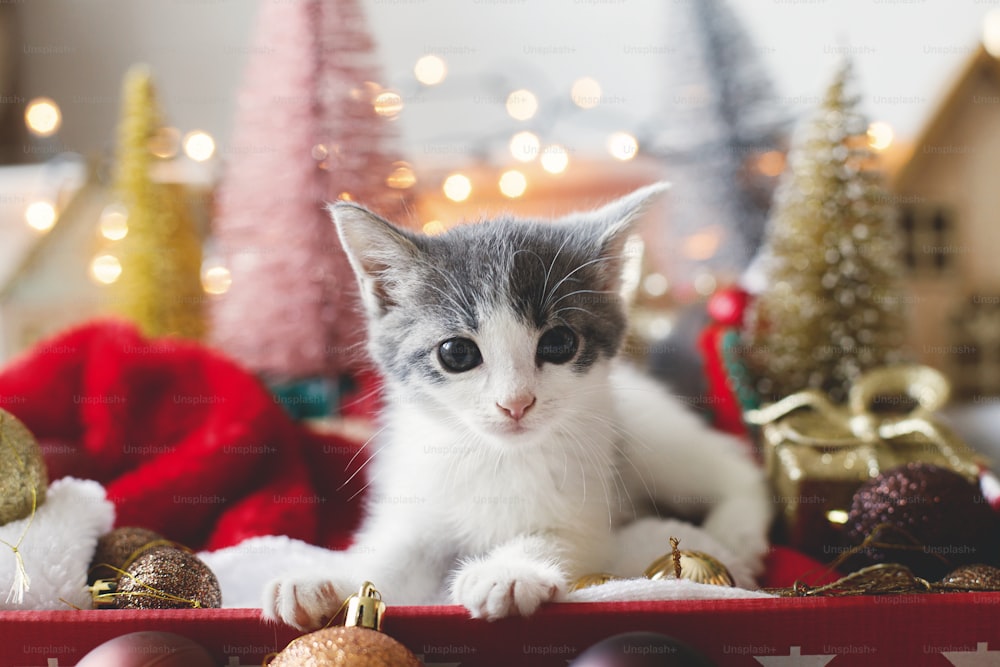 Adorable kitten sitting in box with santa hat, christmas baubles, tree and ornaments in warm illumination lights. Cozy winter holidays, Merry Christmas! Cute kitty portrait