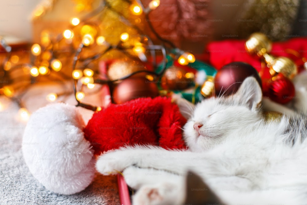 Happy Holidays! Cute kitten sleeping on cozy santa hat with red and gold ornaments in festive box with warm illumination lights. Atmospheric winter moments