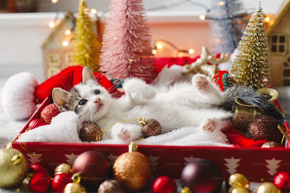 Entzückendes Kätzchen, das mit Weihnachtskugeln spielt und in einer Box mit Weihnachtsmannmütze auf dem Hintergrund des Weihnachtsbaums und Ornamenten in warmen Lichtern liegt. Gemütliche Winterferien, frohe Weihnachten!