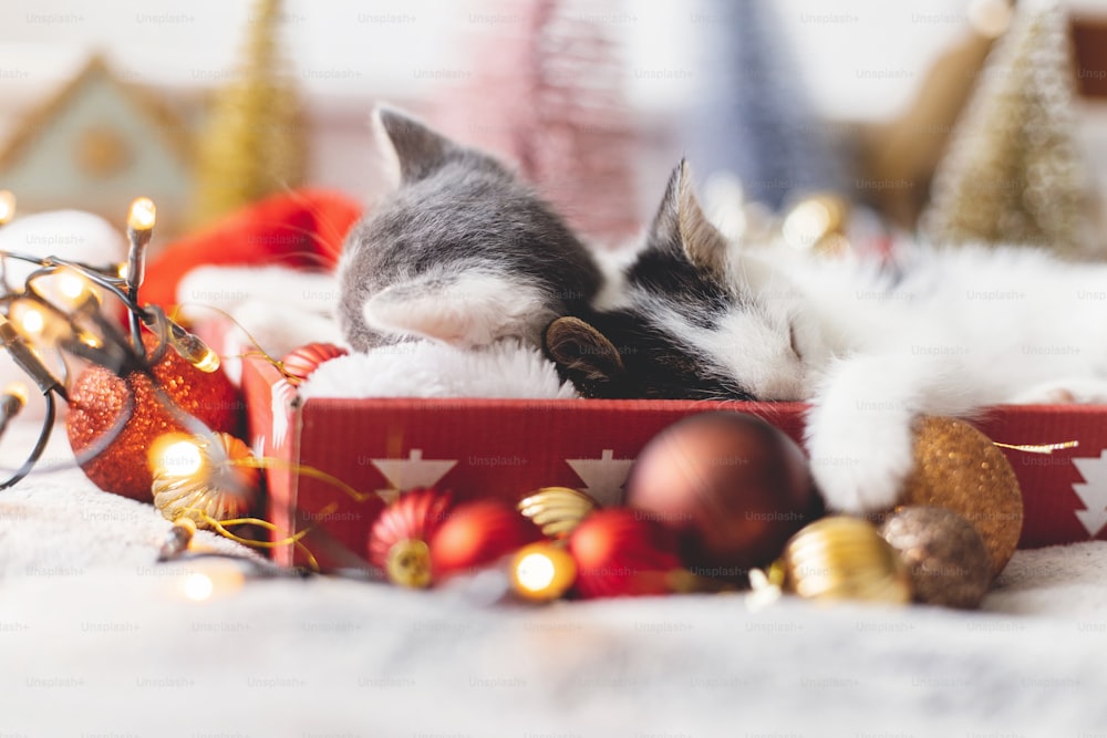 Entzückende zwei Kätzchen, die auf Weihnachtsmannmütze mit roten und goldenen Kugeln in festlicher Box mit warmen Weihnachtslichtern schlafen. Gemütliche Wintermomente. Kätzchen kuscheln und ruhen sich aus. Frohe Feiertage!