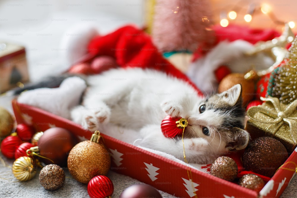 Entzückendes Kätzchen, das mit weihnachtlichen roten Kugeln spielt und in einer Box mit Weihnachtsmannmütze auf dem Hintergrund des Weihnachtsbaums liegt und Ornamente in warmen Lichtern verziert. Gemütliche Winterferien, frohe Weihnachten!