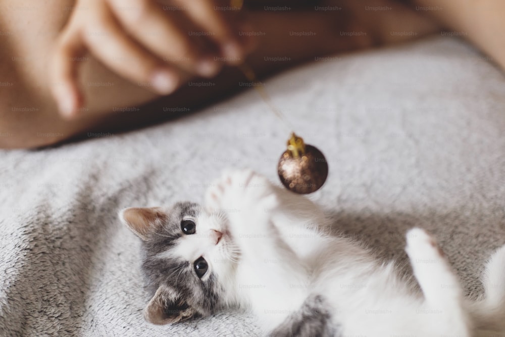 Person playing with cute kitten with glitter christmas bauble on soft grey bed, top view. Cozy winter holidays, Merry Christmas!