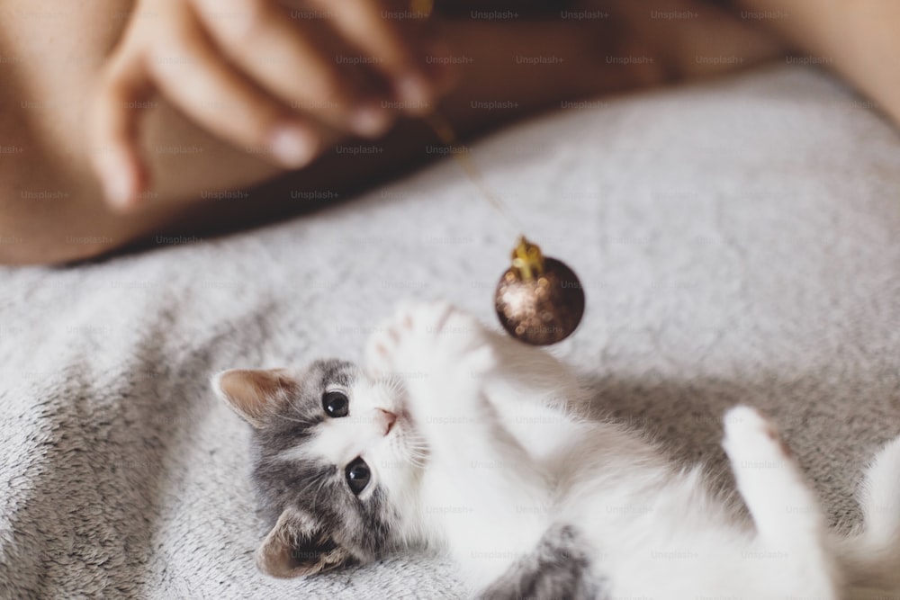 Persona jugando con un lindo gatito con adornos navideños brillantes en una cama gris suave, vista superior. ¡Acogedoras vacaciones de invierno, Feliz Navidad!