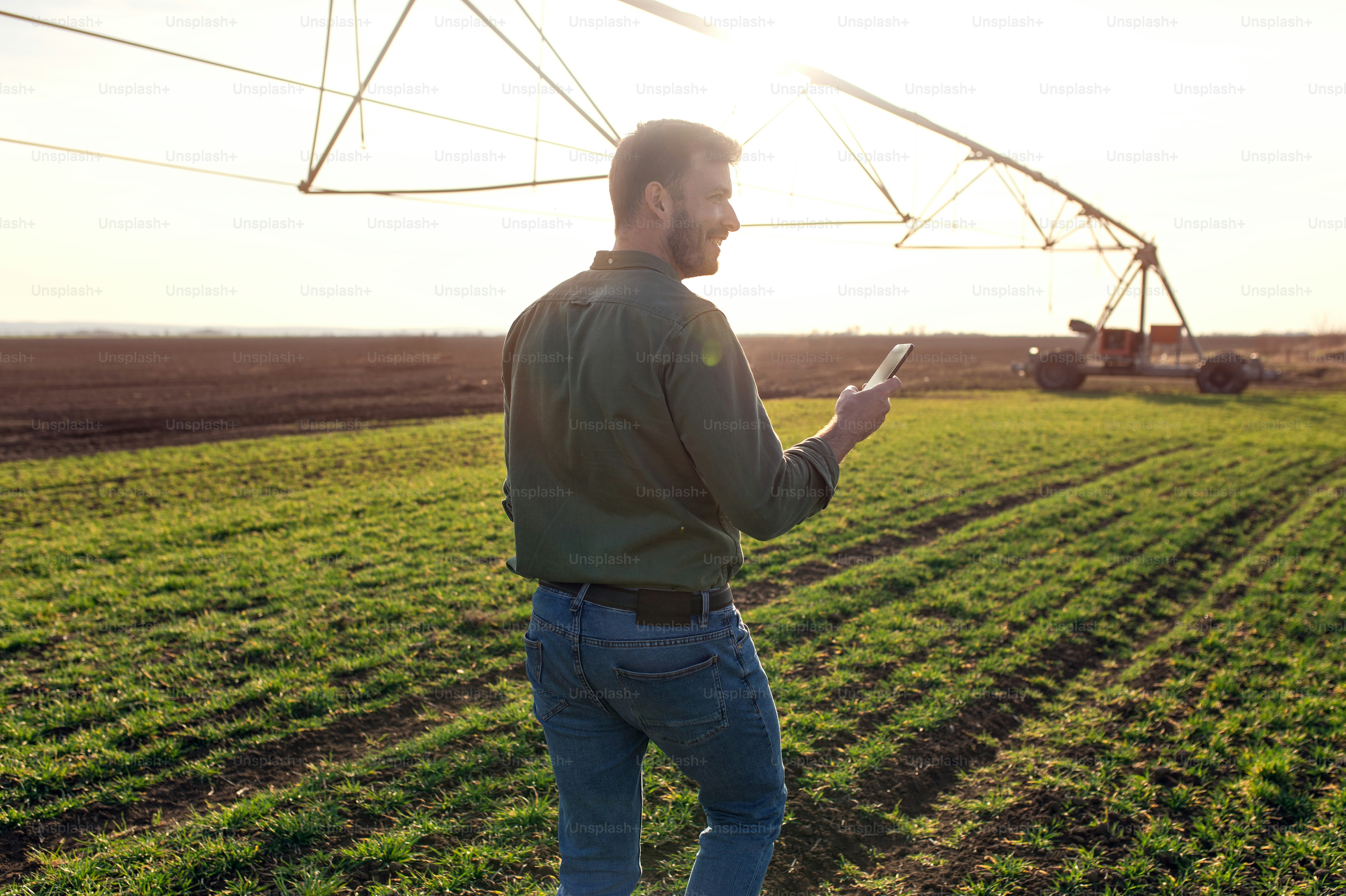 Farmer walking in wheat field examining crop.