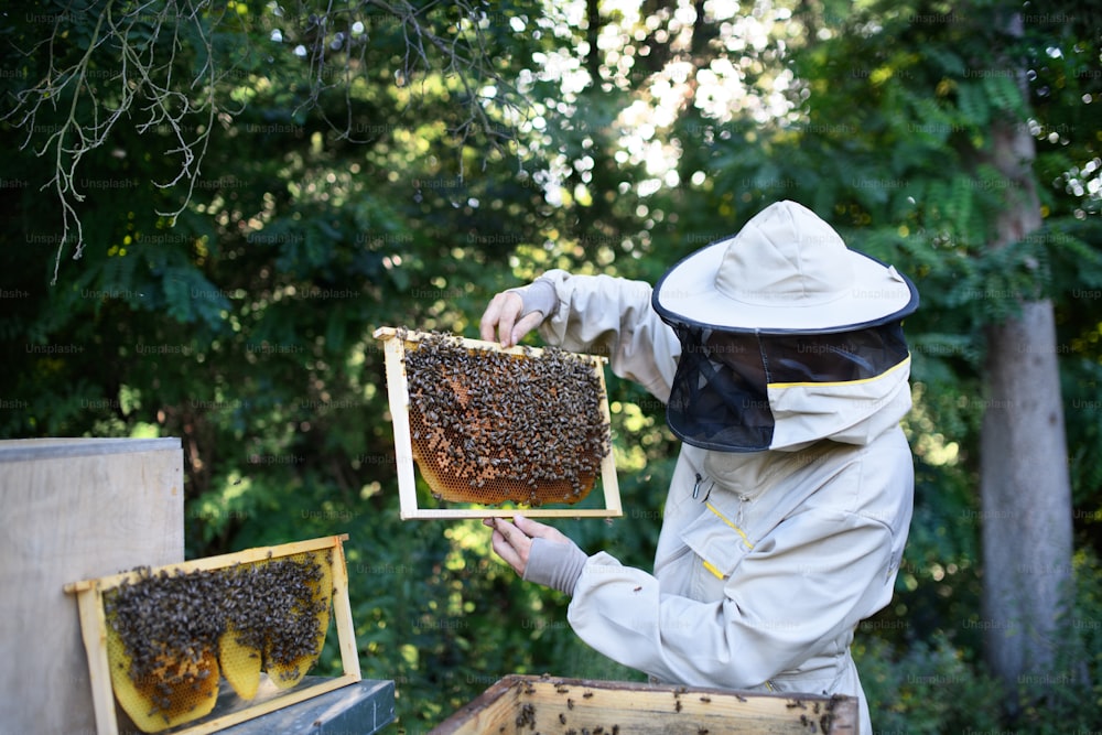 Ritratto dell'apicoltore dell'uomo che tiene la cornice del favo piena di api nell'apiario, che lavora.