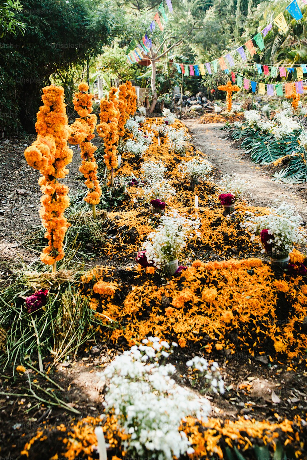 Dia de los Muertos Mexique, fleurs de cempasuchil pour le jour des morts, cimetière du Mexique