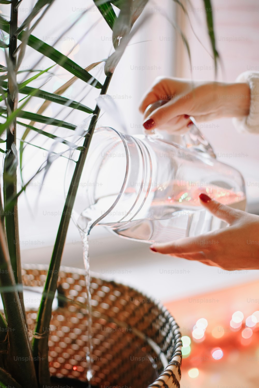 Closeup of woman hands pouring water from glass jar on green home plant in pot. Large houseplant howea palm in apartment  house interior indoor. Care about environment. Hobby leisure.