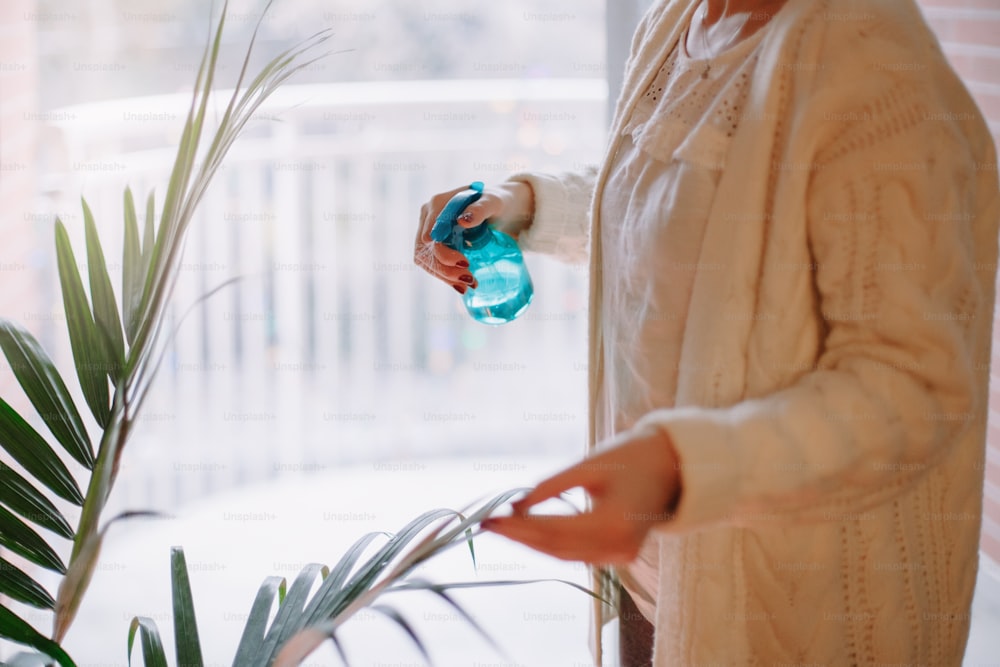 Closeup of woman hands pouring water from sprinkler on green home plant. Large houseplant howea palm in apartment  house interior indoor. Person care about environment. Hobby leisure.