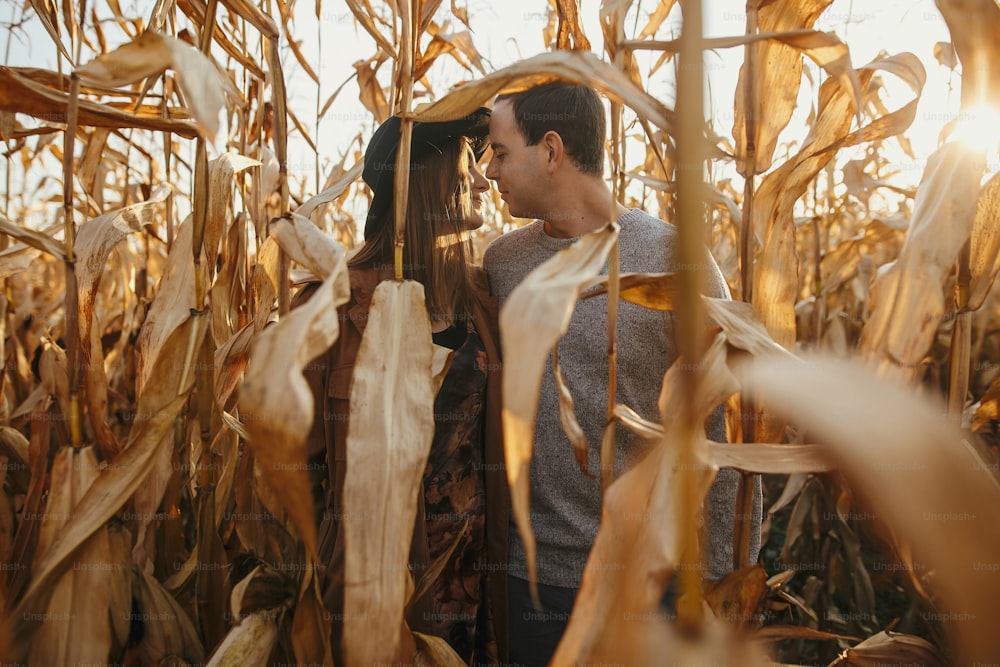 Heureux couple élégant s’embrassant dans un champ de maïs d’automne dans la lumière chaude du coucher du soleil. Moment romantique et sensuel. Jeune homme et femme à la mode s’étreignant dans le maïs d’automne