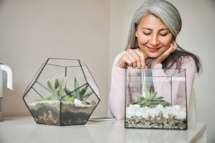 Schöne lächelnde Dame mit weicher Bürste, um Staub von der Pflanze im geometrischen Glasterrarium zu entfernen, während sie zu Hause am Tisch sitzt