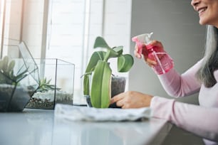 Lächelnde Dame mit Wassersprühflasche in der Hand, die sich um die Pflanze kümmert, während sie an der Fensterbank mit geometrischen Glasterrarien sitzt