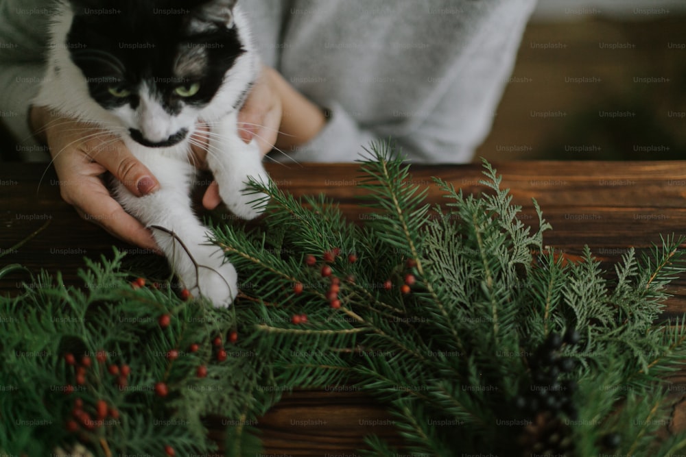 Süße Katze, die jungen Frauen hilft, rustikalen Weihnachtskranz zu machen, rote Beeren und grüne Zweige mit kleinen Pfoten zu halten. Süße authentische Zuhause-Momente, Haustier und Urlaub