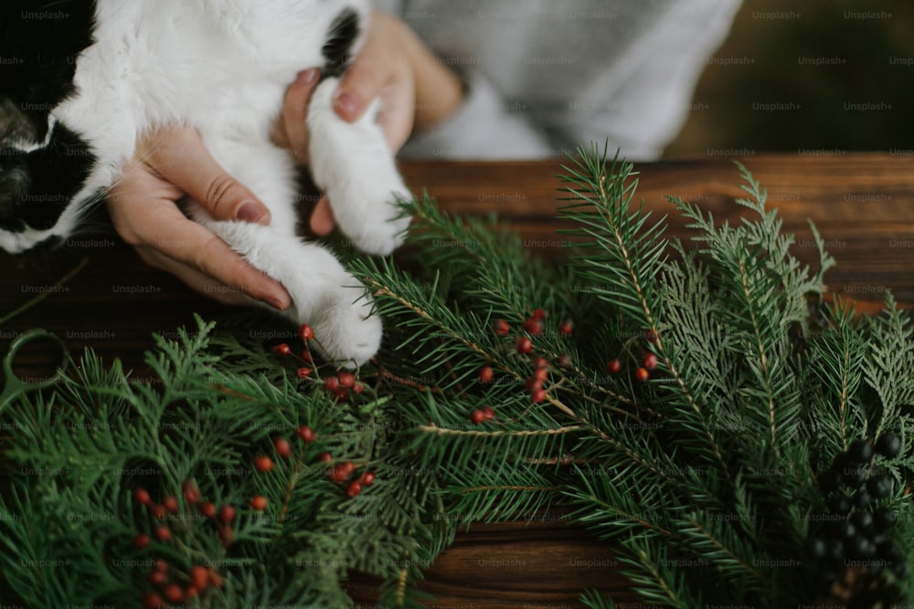 Cute cat helping young woman making rustic christmas wreath, holding red berries and green branches with little paws. Sweet authentic home moments, pet and holidays