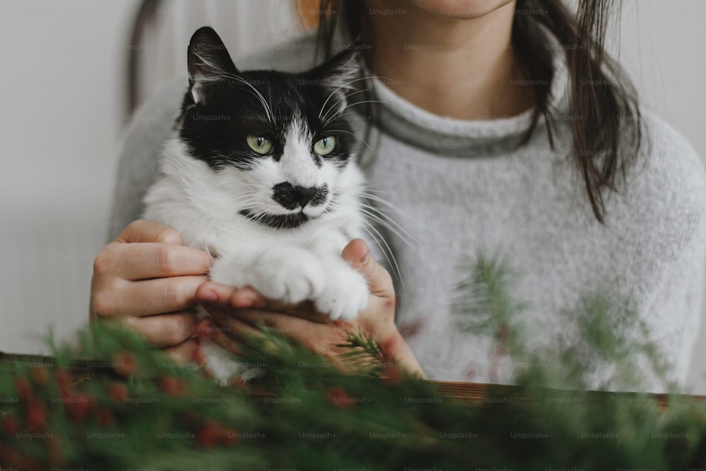 Süße Katze, die jungen Frauen hilft, rustikalen Weihnachtskranz zu machen, rote Beeren und grüne Zweige mit kleinen Pfoten zu halten. Süße authentische Zuhause-Momente, Haustier und Urlaub. Frohe Feiertage