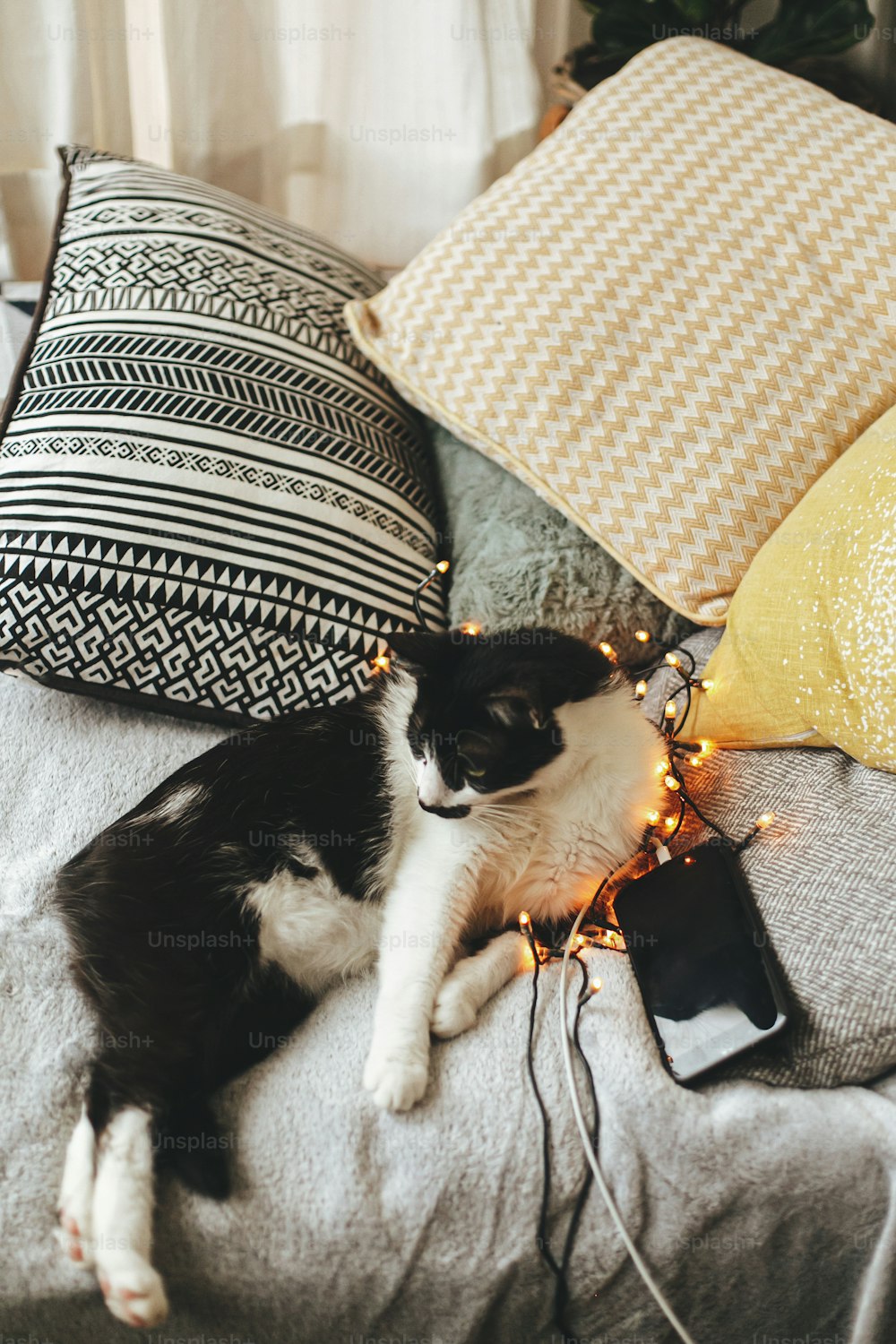Cute cat lying on soft bed with charging phone and pillows in warm christmas lights. Adorable black and white curious cat relaxing on cozy blanket in festive room, happy holidays