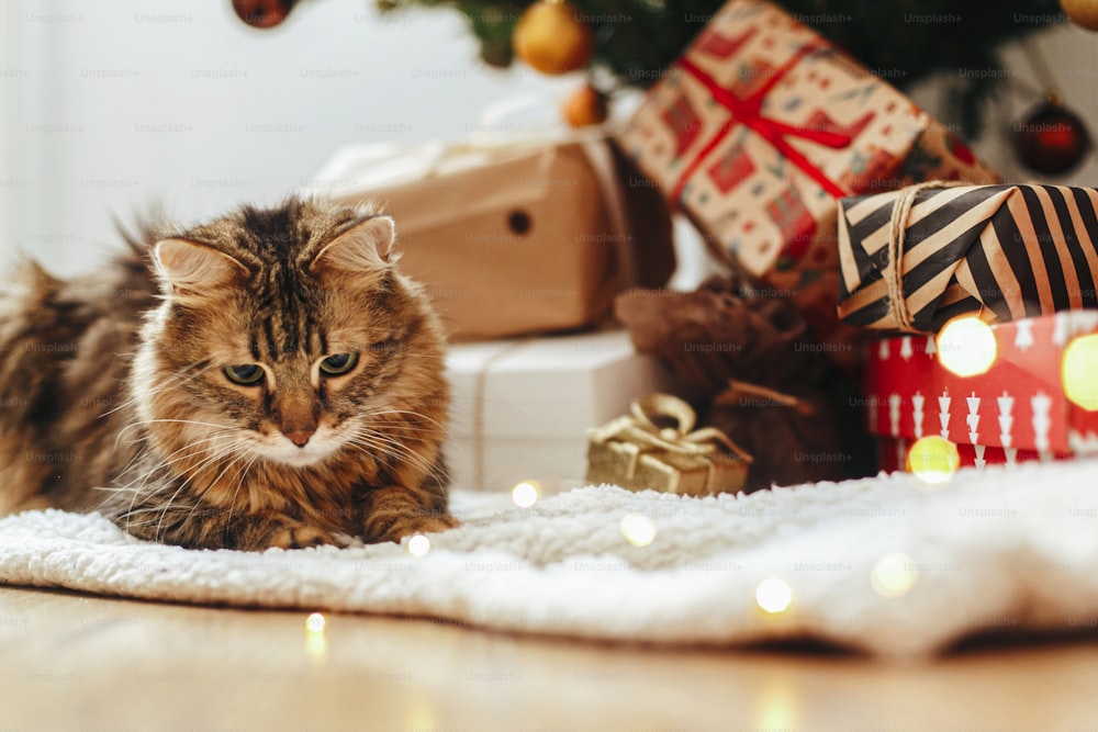 Adorable tabby cat sitting at christmas lights and wrapped gift boxes under christmas tree with red and gold baubles. Cute Maine Coon relaxing in festive room. Merry Christmas!