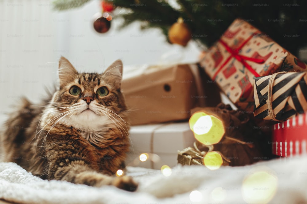 Entzückende Tabby-Katze, die an der Weihnachtsbeleuchtung sitzt und Geschenkboxen unter dem Weihnachtsbaum mit roten und goldenen Kugeln verpackt. Süße Maine Coon entspannt sich im festlichen Raum. Frohe Weihnachten!