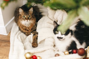 Adorable two cats sitting under christmas tree on soft blanket with red and gold baubles. Cute Maine Coon and black and white furry kitty relaxing in festive room. Pet and winter holidays