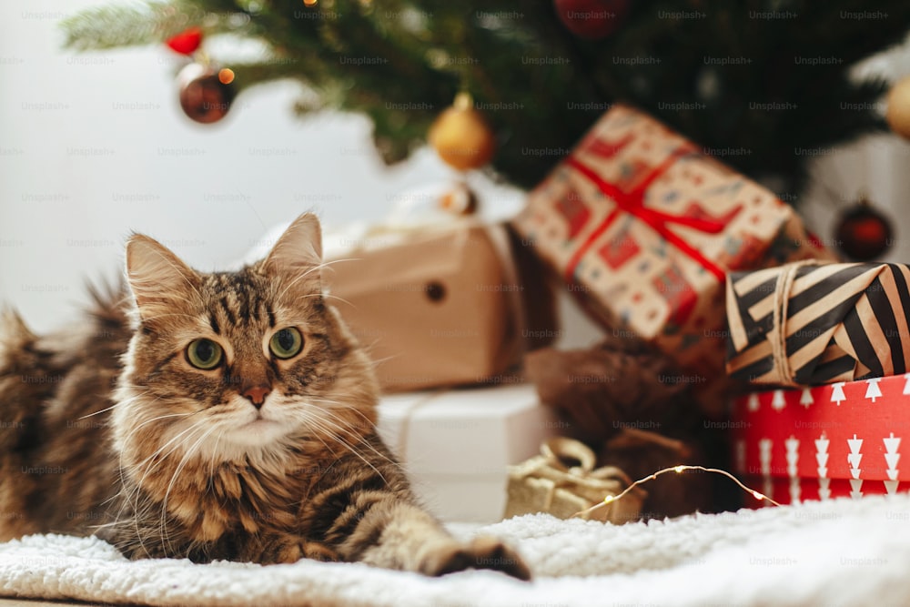 Adorable tabby cat sitting at wrapped gift boxes under christmas tree  with red and gold baubles. Cute Maine Coon relaxing in festive room. Merry Christmas! Pet and winter holidays