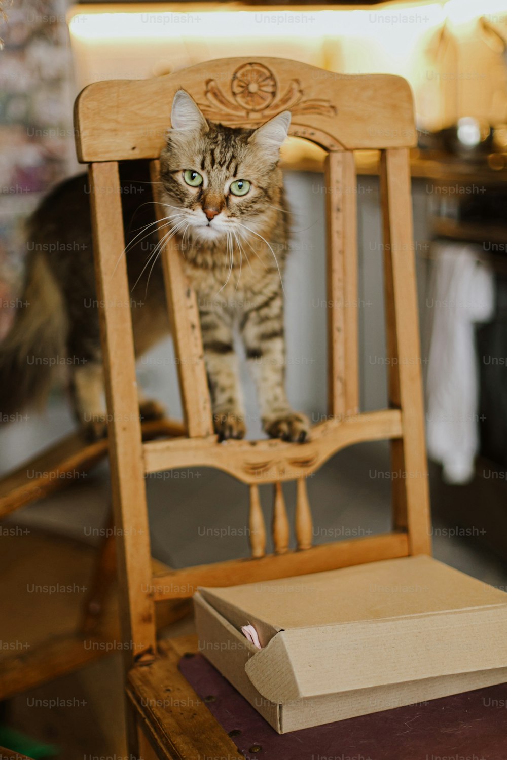 Nette Tabby-Katze, die auf rustikalem Holzstuhl auf dem Hintergrund der modernen Küche spielt. Entzückende Maine Coon mit grünen Augen, die sich auf einem Retro-Stuhl zu Hause entspannen