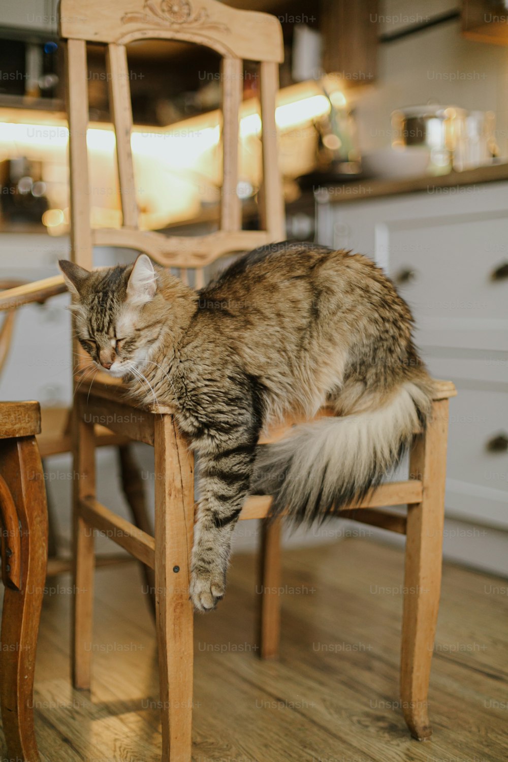 Süße Tabby-Katze sitzt auf rustikalem Holzstuhl im Hintergrund der modernen Küche. Entzückende Maine Coon schlafen und entspannen auf Retro-Stuhl zu Hause