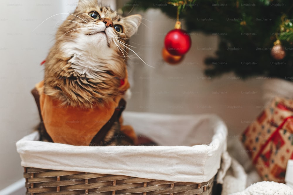 Dulce gato atigrado en lindo disfraz de reno sentado en una canasta acogedora debajo del árbol de Navidad. Retrato de Maine coon vestido con ropa festiva de ciervo. Adorables momentos en casa, ¡Felices fiestas!