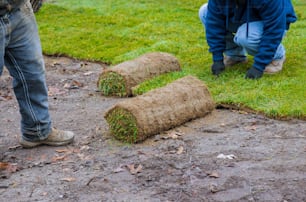 Hands in gardening laying green grass sod rolls installing on the lawn