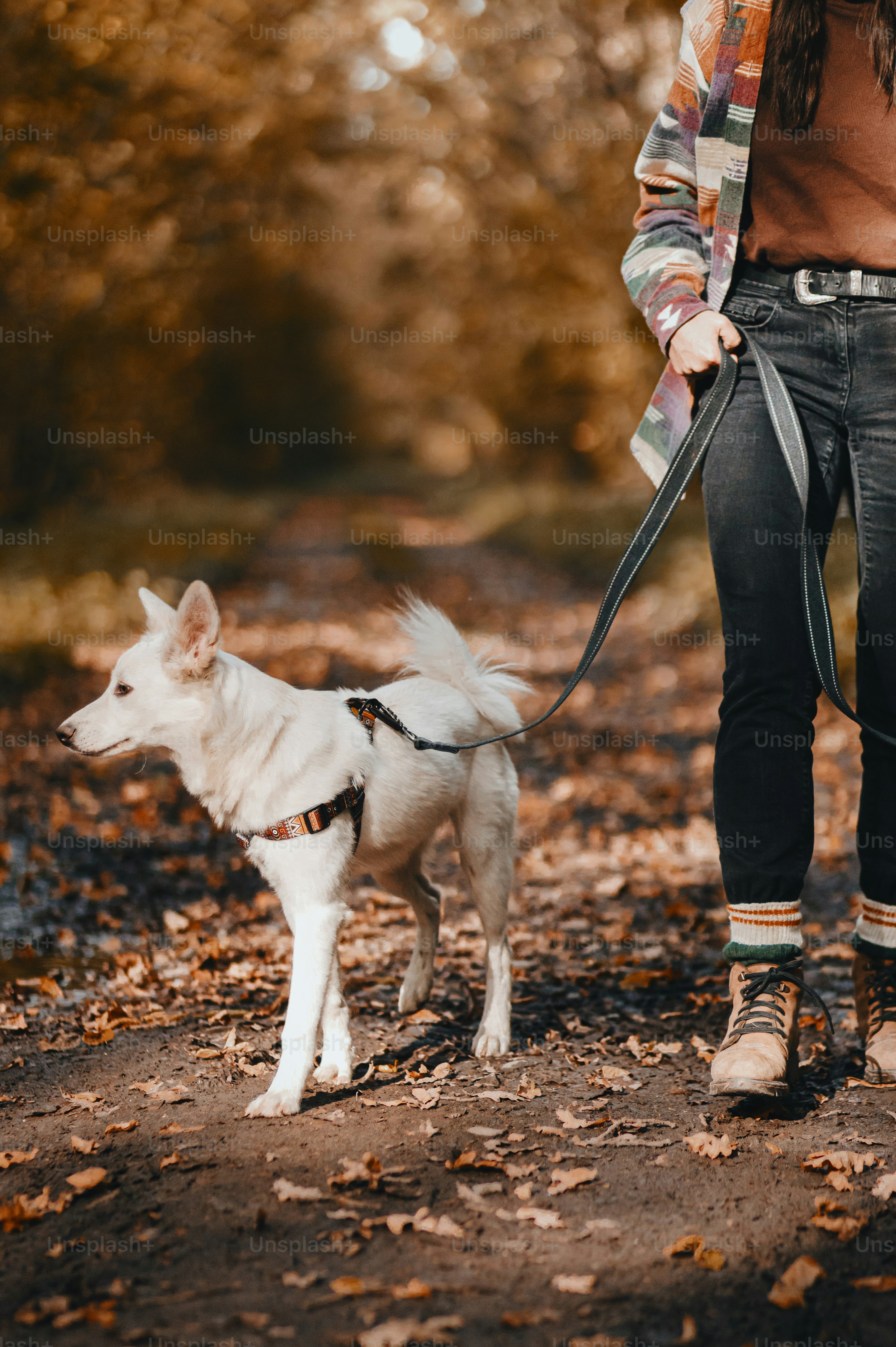 Stylish woman hiking with adorable white dog in sunny autumn woods, crop view. Cute swiss shepherd puppy walking at owner legs in autumn forest. Space for text