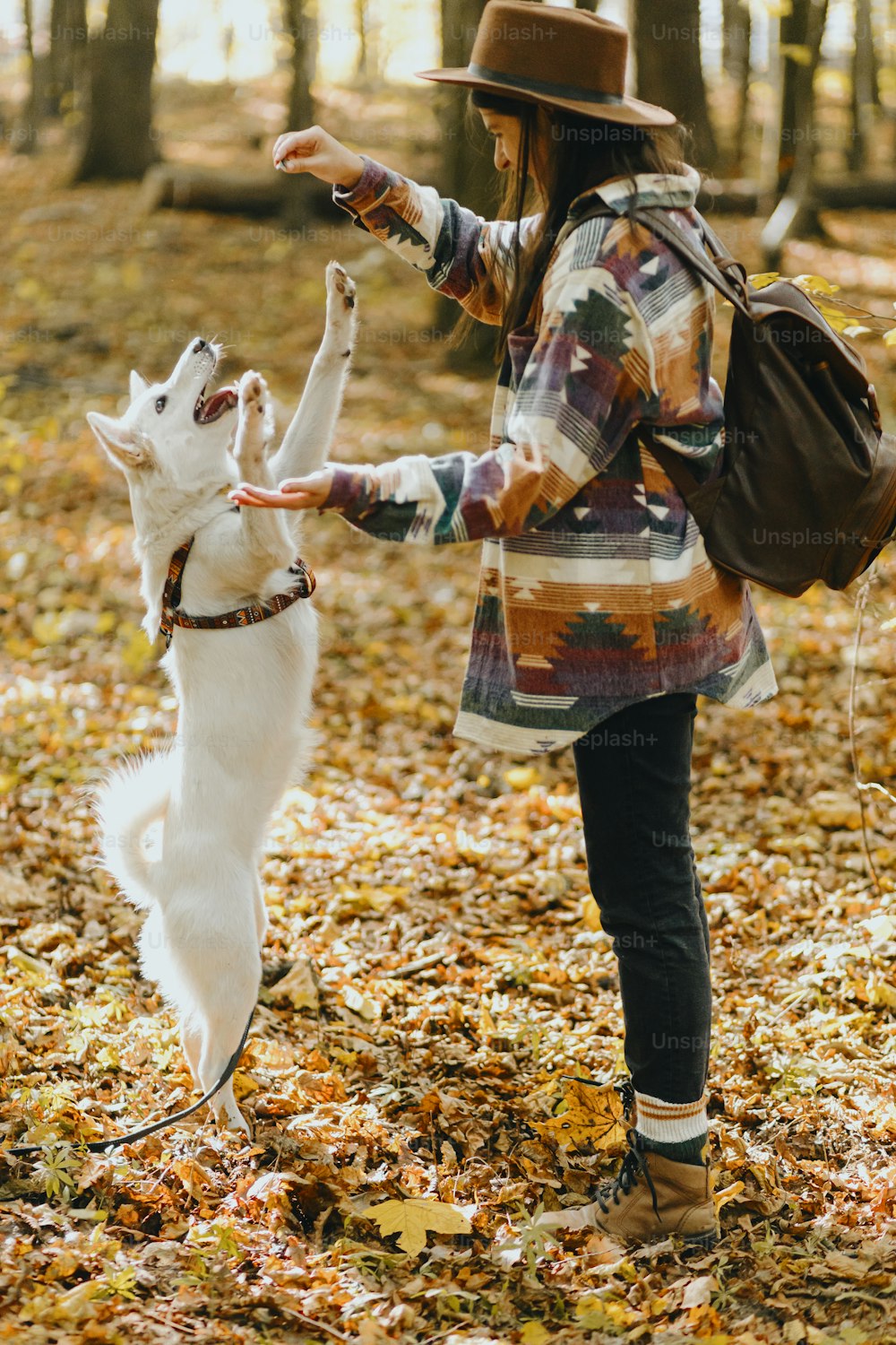 Stylish woman training adorable white dog to jump in sunny autumn woods. Cute swiss shepherd puppy learning with treats. Hipster female with backpack playing with her dog in autumn forest