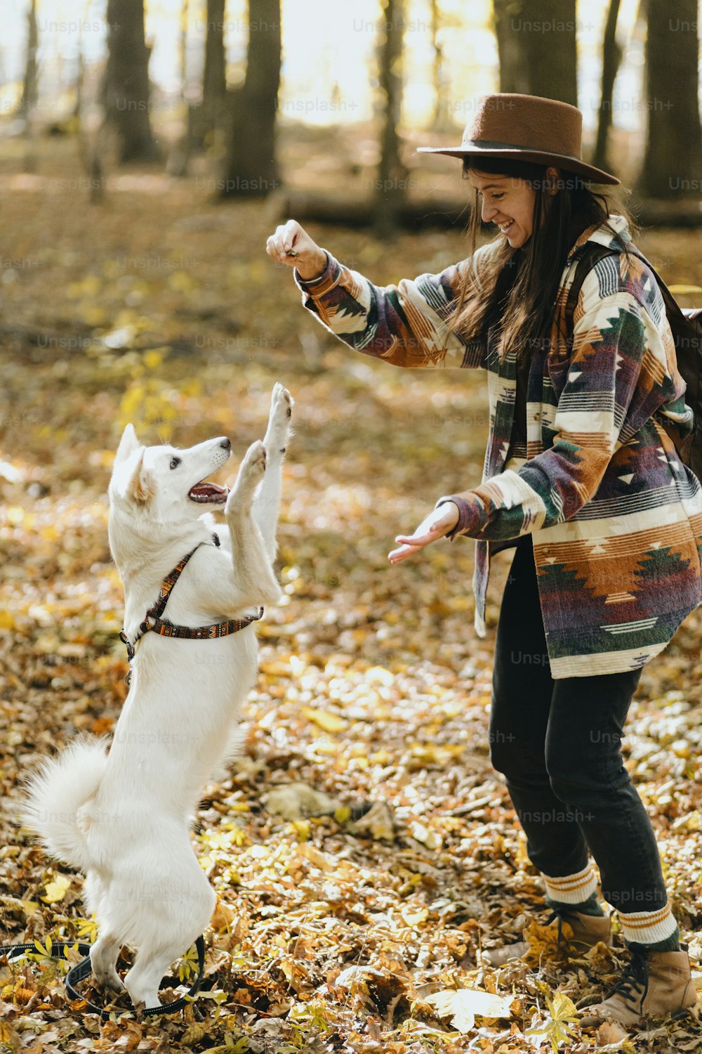 화창한 가을 숲에서 사랑스러운 하얀 개를 훈련시키는 세련된 여성. 귀여운 스위스 양치기 강아지가 간식으로 배우고 있습니다. 배낭을 메고 가을 숲에서 강아지와 놀고 있는 힙스터 여성. 텍스트를 위한 공간