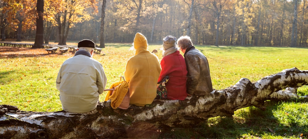 Gruppo di amici anziani in pensione seduti su un ramo di albero e rilassati nel bellissimo parco autunnale. Vista posteriore.