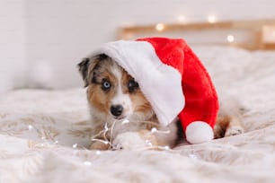 Linda mascota de perro pequeño en sombrero de Papá Noel acostado en la cama en casa. Celebración de vacaciones de Navidad, Año Nuevo. Adorable cachorro de perro pastor australiano en miniatura con guirnalda de luces navideñas.