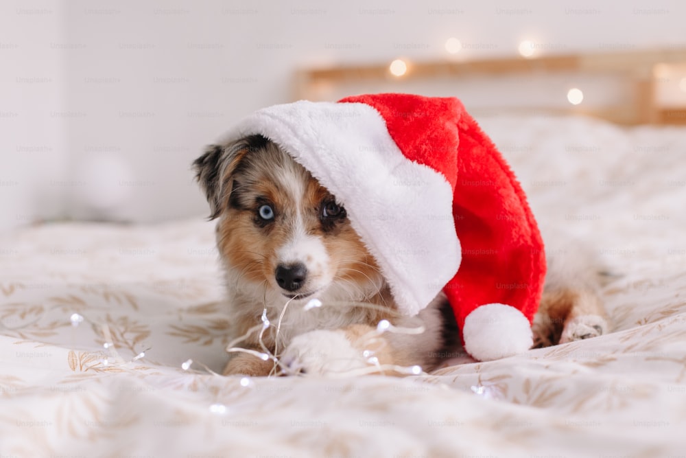 Cute small dog pet in Santa hat lying on bed at home. Christmas New Year holiday celebration. Adorable miniature Australian shepherd dog puppy with Christmas lights garland.