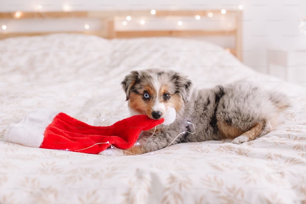 귀여운 작은 강아지 애완 동물은 산타 모자를 입에 물고 집에서 침대에 누워 있습니다. 크리스마스 새해 휴일 축하입니다. 사랑스러운 재미있는 미니어처 호주 양치기 개 강아지. 혼자 집에.