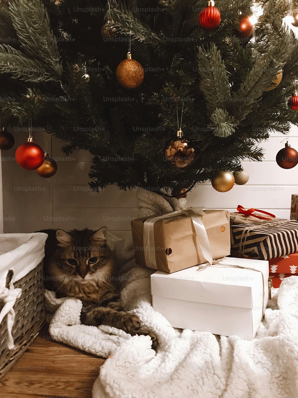 Cute tabby cat sitting with gifts under Christmas tree with red and gold baubles in festive room. Pet and holiday. Merry Christmas