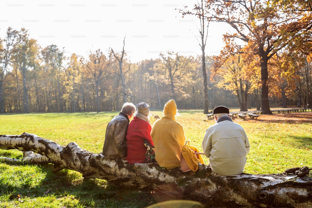 Gruppe von Seniorenfreunden, die auf einem Baumast sitzen und sich im Herbst im schönen Park entspannen. Rückansicht.