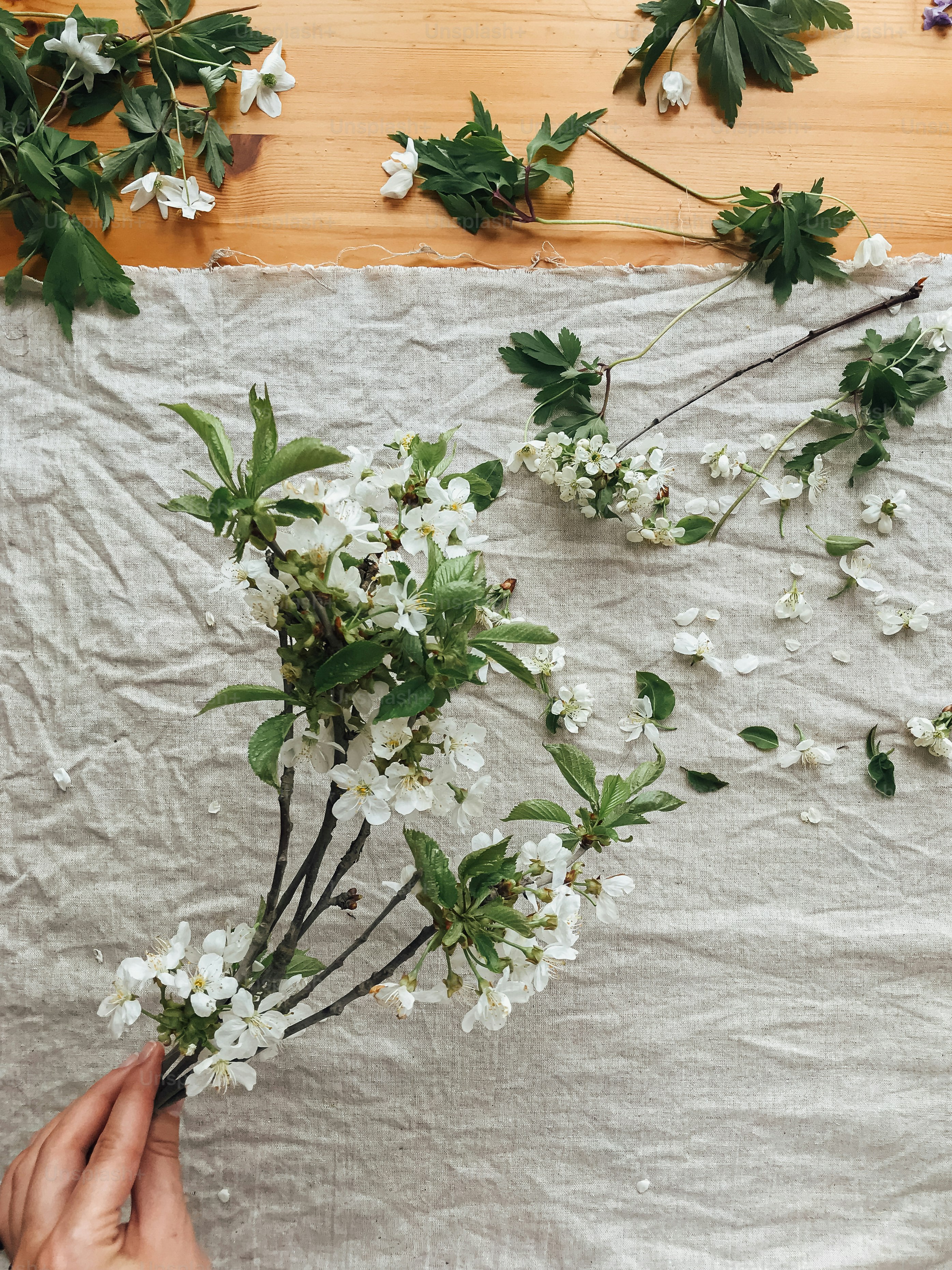 Main tenant des branches, des pétales et des feuilles de cerisier et de pommier sur un tissu de lin rustique, vue de dessus. Bonjour le printemps et Joyeuses Pâques ! Image simple et esthétique. Fleurs de printemps sur tissu en lin